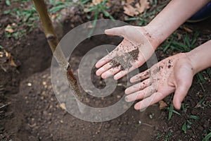 The boy has planted a young tree into the soil. Earth day. Male hands holding the earth.