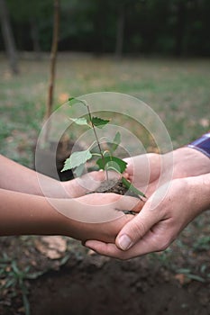 The boy has planted a young tree into the soil. Earth day. Male hands holding the earth.