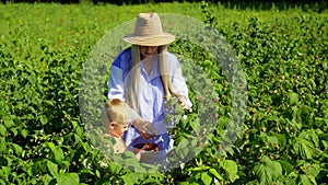 The boy helps his mother pick raspberries from the bushes.