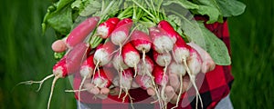 the boy is holding a bunch of freshly picked radishes. selective focus