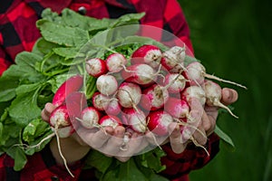 the boy is holding a bunch of freshly picked radishes. selective focus