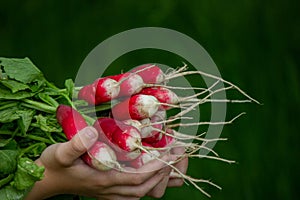 the boy is holding a bunch of freshly picked radishes. selective focus