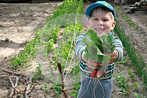 Boy holding a bunch of radishes