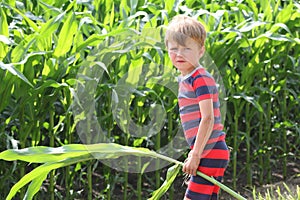 Boy holding a corn stalk in front of field of crops
