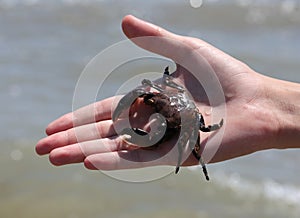 boy holding a freshly caught dark red crab and has very large cl