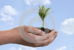 Boy holding seedling in cupped