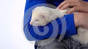 Boy is holding and stroking albinos ferret furo with red eyes at white background. Slow motion. Close up