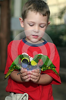 Boy holding two lorakeets in his hand