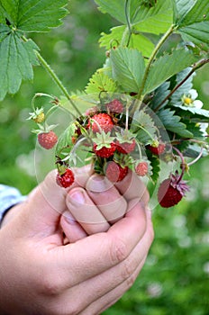 A boy holds a bunch of wild forest strawberries in his hand closeup