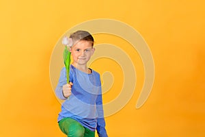 The boy holds in his hand a bouquet of tulips for congratulating women and girls on Women`s Day on March 8, a child with flowers