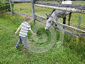 Boy and horse