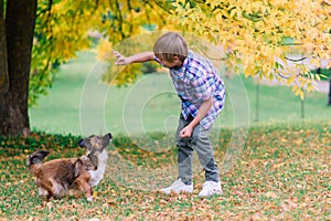 Boy hugging dog and plyaing with in the fall, city park
