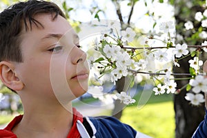 Boy inhales smell of apple blossoms