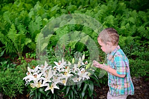 Boy Inspects Easter Lilies During an Egg Hunt