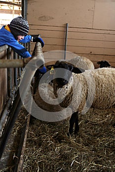 Boy leaning to touch sheep