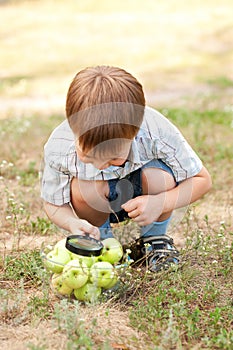 Boy looking at apples with magnifying glass.