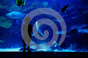 Boy looking at fishes in aquarium