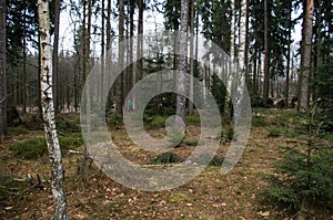 Boy looking for geocache in forest