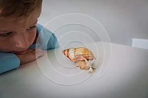 Boy looking at giant snail, kid learn animals