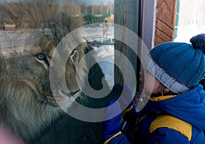 Boy looking through the glass at lion in winter zoo