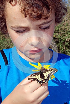 Boy looking at Yellow swallowtail butterfly