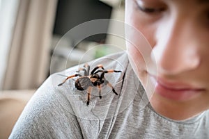 The boy looks at the cute pet spider crawling on his shoulder to face. brave boy plays with huge spider Brachypelma