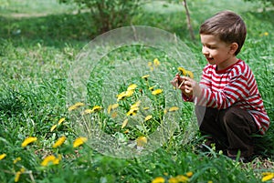 Boy looks at the dandelion flower