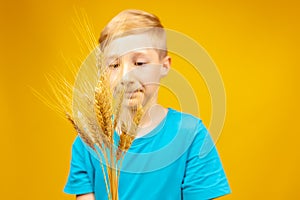 The boy looks at the ears of wheat that he holds in front of him