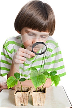 The boy looks at green sprout through magnifier
