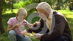 Boy looks at leaf through magnifying glass, granddad helps to explore world