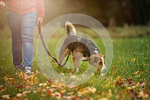 Misto razza il cane sul cinghia 