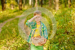 Boy with mushrooms searches for the road in the forest