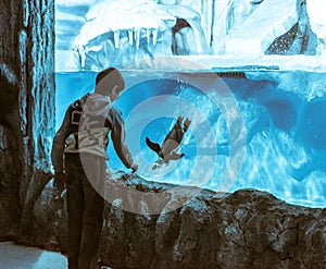 boy near the penguin aquarium oceanarium