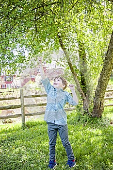 Boy outside reaching up to touch tree