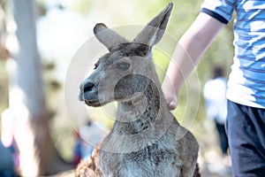 Boy patting a large grey kangaroo