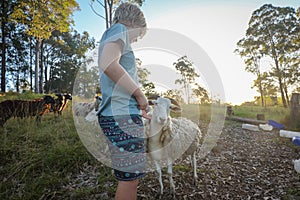 Boy patting large white Dorper breed sheep in field in golden afternoon sunset light