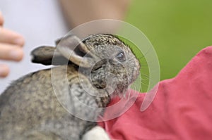 Boy pets bunny