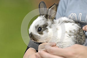 Boy pets bunny