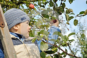 Boy picking apples