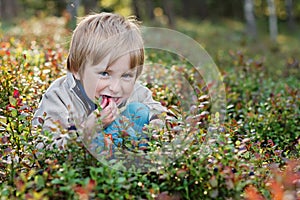 Boy picking bilberries