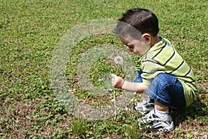 Boy Picking Dandelions From The Yard