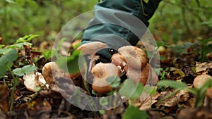 Boy picking mushrooms in the forest