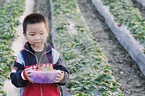 A boy picking strawberry