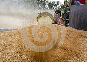 Boy piling wheat during threshing