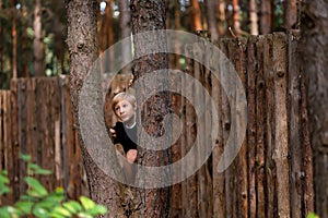 Boy in a pine forest near a wooden fence tries to climb a pine tree he does not succeed