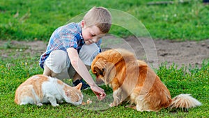 Boy in a plaid shirt feeding the cat and dog in the yard