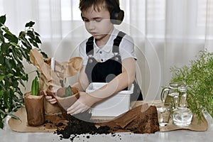 The boy is planting hyacinths. Gently unfolds paper containers with crumbling soil and bulbous flower seedlings.