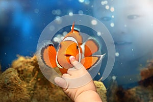 Boy playing with Nemo Clown fish