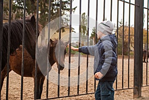 Boy playing with ponies