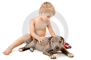 Boy playing with the puppy pitbull and fire machine